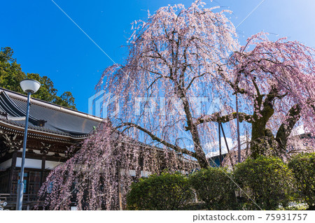 垂枝櫻花和佛 垂枝櫻花和佛 75931757