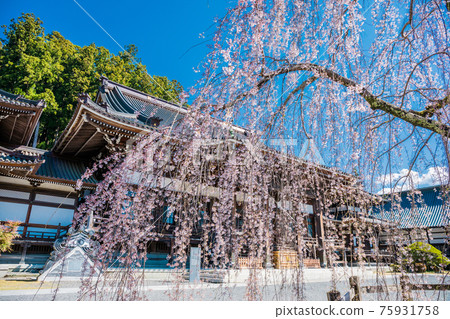 佛教寺廟和垂枝櫻花 佛教寺廟和垂枝櫻花 75931758