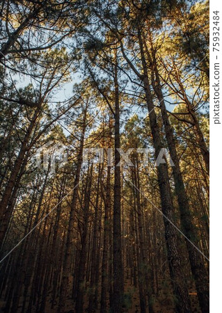 pine trees in forest La Esperanza 75932484