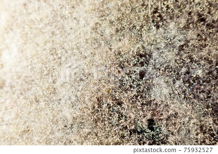 natural mold texture, abstract background 75932527