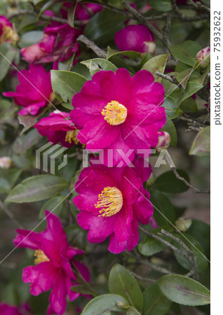 粉紅色的山茶花盛開。學名是Camellia sasanqua。 粉紅色的山茶花盛開。學名是Camellia sasanqua。 75932622