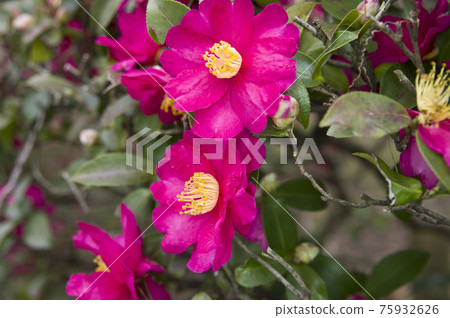 粉紅色的山茶花盛開。學名是Camellia sasanqua。 粉紅色的山茶花盛開。學名是Camellia sasanqua。 75932626