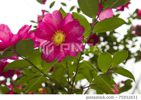 Pink sasanqua flowers are in bloom. The scientific name is Camellia sasanqua. 75932631