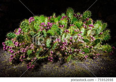 cactus Opuntia with flowers at night with illumination cactus Opuntia with flowers at night with illumination 75932698