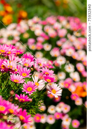 花壇盛開（三月） 75932840