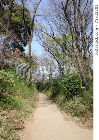 Former Kamakura Highway in Kokubunji, Tokyo (from the south side) 75932883