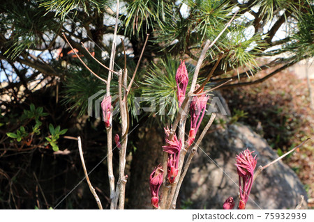 Peony buds in the garden waiting for the season 75932939