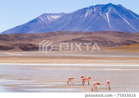 Laguna Honda view, Bolivia Laguna Honda view, Bolivia 75933018