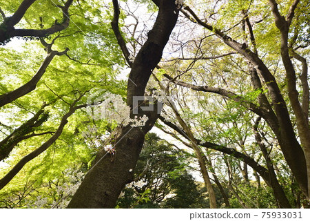 Fresh greenery of Fukuoka City Zoological Garden Fresh greenery of Fukuoka City Zoological Garden 75933031