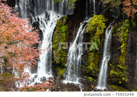 Shizuoka Fujinomiya Shiraito Falls Shizuoka Fujinomiya Shiraito Falls 75933249