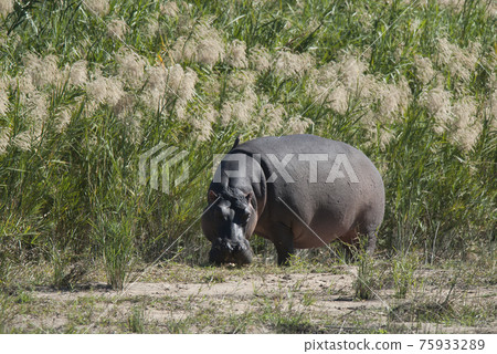 Hippopotamus , Kruger National Park , Africa 75933289