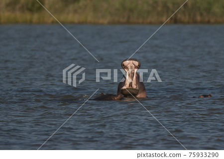 Hippopotamus , Kruger National Park , Africa 75933290