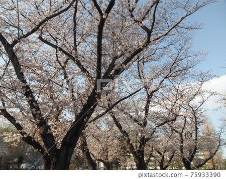 A row of cherry blossom trees in Akatsuka Park A row of cherry blossom trees in Akatsuka Park 75933390