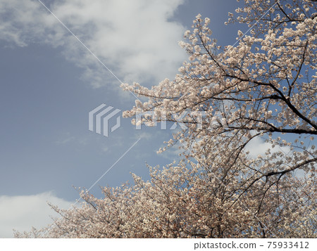 赤塚公園的一排櫻花樹 赤塚公園的一排櫻花樹 75933412