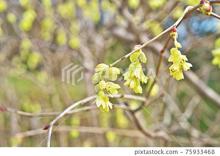 黃色球莖花 黃色球莖花 75933468