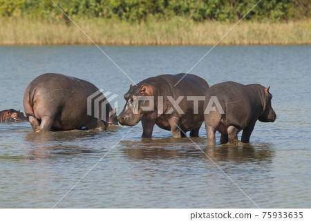 Hippopotamus , Kruger National Park , Africa 75933635