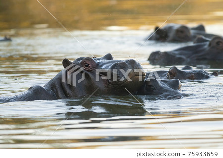 Hippopotamus , Kruger National Park , Africa 75933659