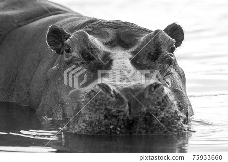 Hippopotamus , Kruger National Park , Africa 75933660