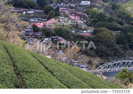 Peach blossoms decorating the slopes of Teramura district, Niyodogawa Town (Kochi Prefecture) Peach blossoms decorating the slopes of Teramura district, Niyodogawa Town (Kochi Prefecture) 75933729