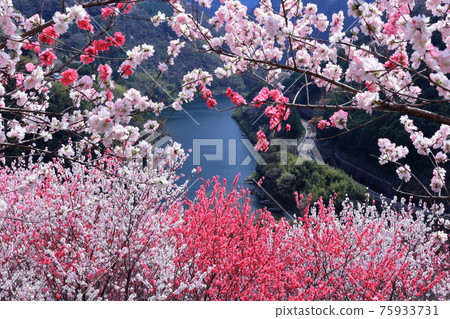 眺望仁淀川的花桃（高知縣寺村花里公園） 75933731