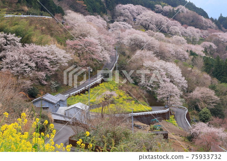 仁淀川町櫻花區櫻花盛開的景色(高知縣葫蘆櫻花) 仁淀川町櫻花區櫻花盛開的景色(高知縣葫蘆櫻花) 75933732