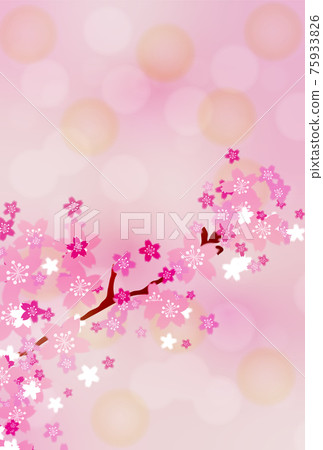 Pink background of cherry blossom branches vertical version Pink background of cherry blossom branches vertical version 75933826