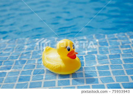 yellow rubber duck in blue swimming pool yellow rubber duck in blue swimming pool 75933943