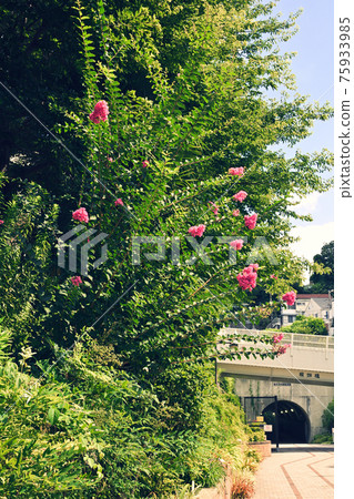 Yokohama · Toyoko flower green road 75933985