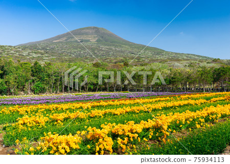 Hachijojima Island, Japan during the Freesia flower bloom season Hachijojima Island, Japan during the Freesia flower bloom season 75934113