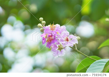 Banaba, Olana sparrow (Banaba, Lagerstroemia speciosa) Banaba, Olana sparrow (Banaba, Lagerstroemia speciosa) 75934174