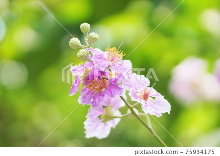 Banaba, Olana sparrow (Banaba, Lagerstroemia speciosa) Banaba, Olana sparrow (Banaba, Lagerstroemia speciosa) 75934175