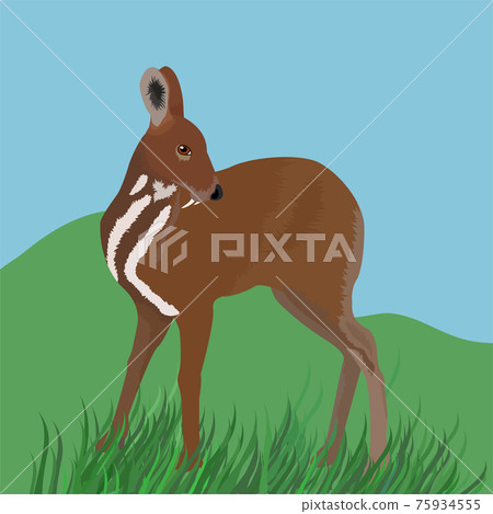 brown musk deer illustration on grenn grass 75934555