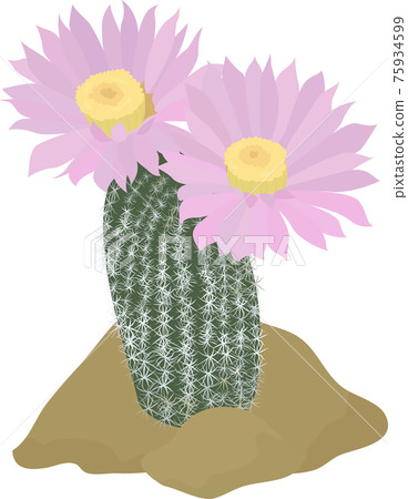 Cactus with pink flowers on the light background. 75934599
