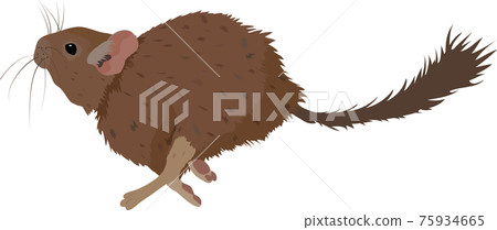 Sketch of Degu rodent pet. Vector Illustration Sketch of Degu rodent pet. Vector Illustration 75934665