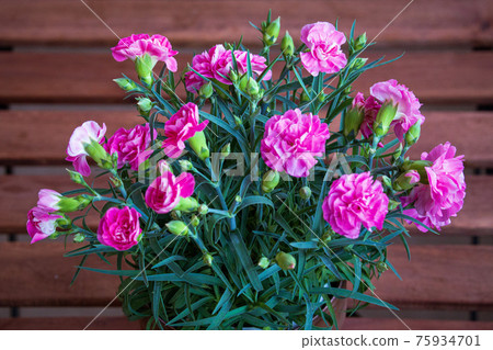 Carnation potted plant on the garden table Carnation potted plant on the garden table 75934701