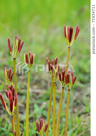 Contrast of red and green cluster amaryllis autumn September 75934711