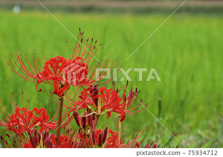 Contrast of red and green cluster amaryllis autumn September 75934712
