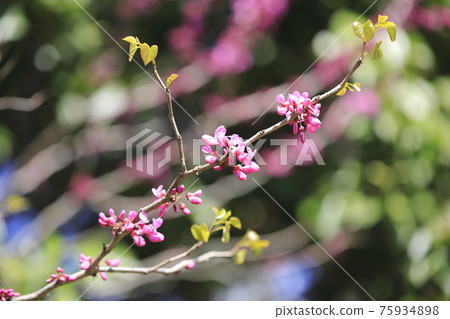 Cercis chinensis (Cercis chinensis) 75934898