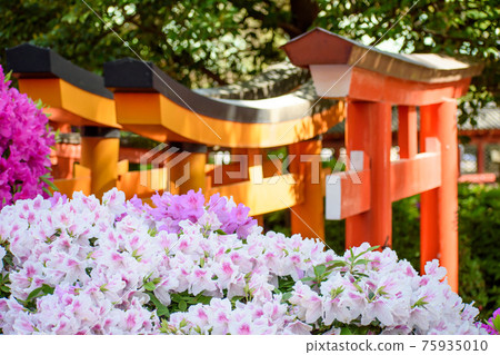 Torii and azalea Torii and azalea 75935010