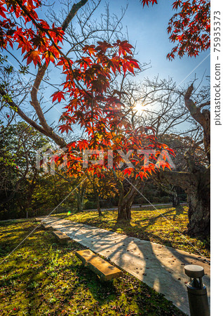 日本秋景，11 月 12 日，日本七尾市小丸山城跡公園的秋葉 75935373