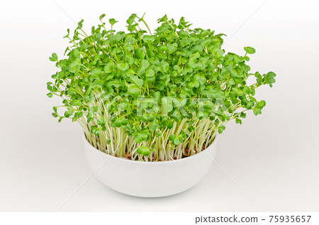 Daikon radish, microgreens in a white bowl. Fresh and ready to eat, sprouted Japanese radish. Green shoots, seedlings, young plants and leaves of true daikon, Raphanus sativus. Close up, food photo. 75935657