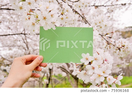 Mockup of cherry blossom branches in full bloom and rectangular green frame Mockup of cherry blossom branches in full bloom and rectangular green frame 75936168