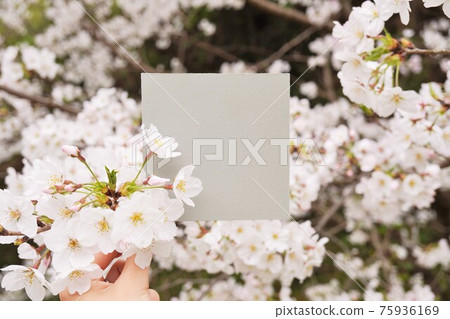 Mockup of hand holding a blooming cherry blossom branch and a square grey paper Mockup of hand holding a blooming cherry blossom branch and a square grey paper 75936169