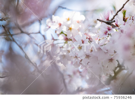 櫻花（櫻花）在櫻坂 75936246