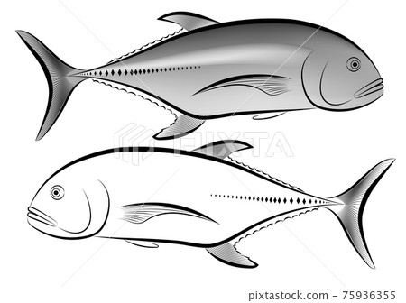 Image of a Caranx ignobilis in black and white and gray Image of a Caranx ignobilis in black and white and gray 75936355