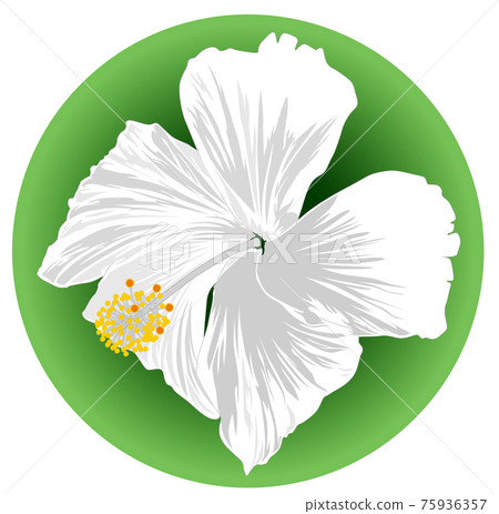 Image of a hibiscus white flower on green background Image of a hibiscus white flower on green background 75936357