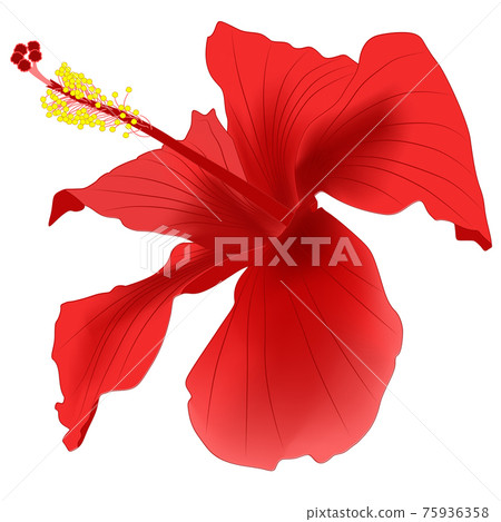 Close-up image of a hibiscus flower in red Close-up image of a hibiscus flower in red 75936358