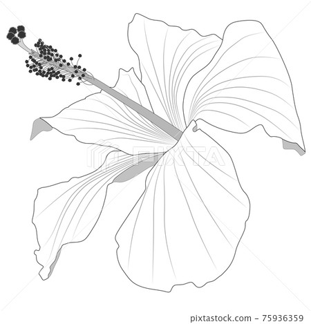 Close-up image of a hibiscus flower in grey Close-up image of a hibiscus flower in grey 75936359