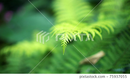 Close up fern forest with beautiful river and mossy forest background tropical lush nature Close up fern forest with beautiful river and mossy forest background tropical lush nature 75937055