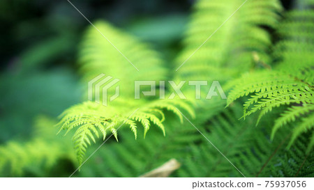 Close up fern forest with beautiful river and mossy forest background tropical lush nature Close up fern forest with beautiful river and mossy forest background tropical lush nature 75937056